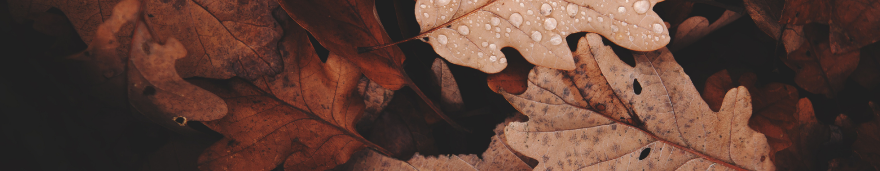 fall 