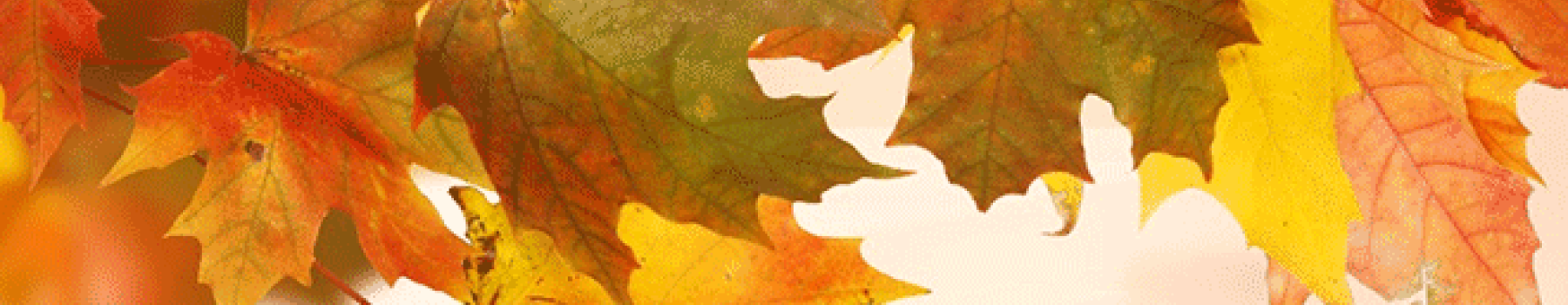 fall 