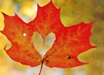 fall 