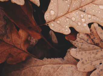fall 