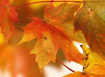 fall
